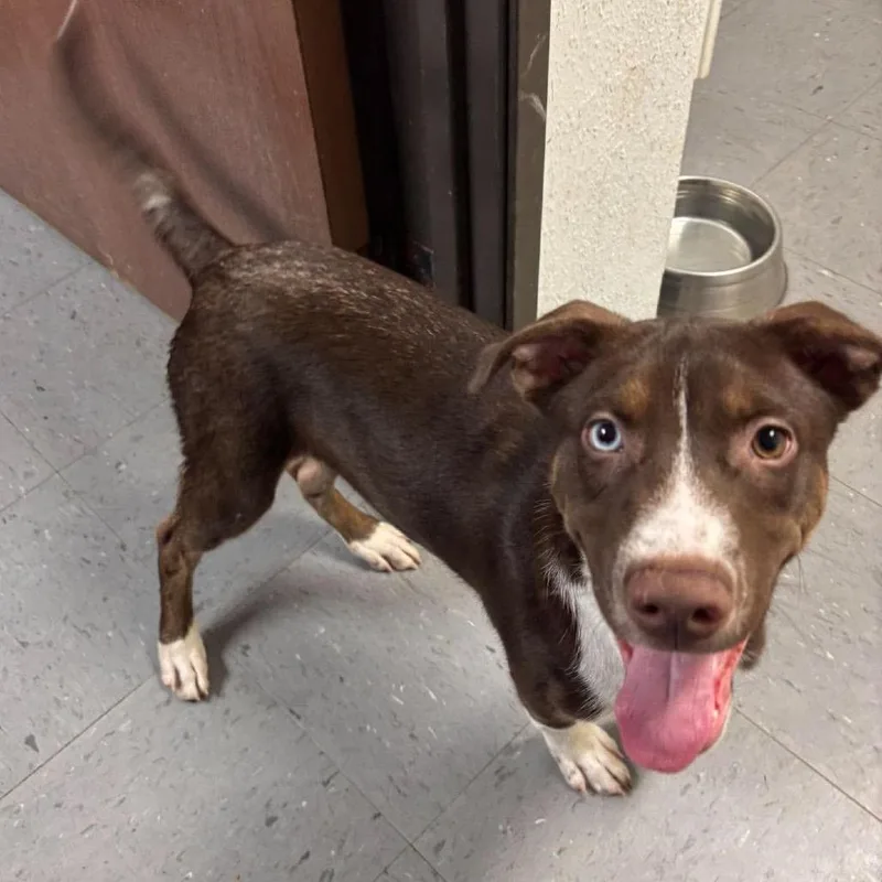A baby medium-sized male Husky dog named Rocker for adoption in Ferndale, MI