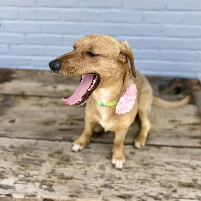 A young small-sized female Yellow / Tan / Blond / Fawn Dachshund dog named Lady Eleanor Of Weenie for adoption in New Orleans, LA
