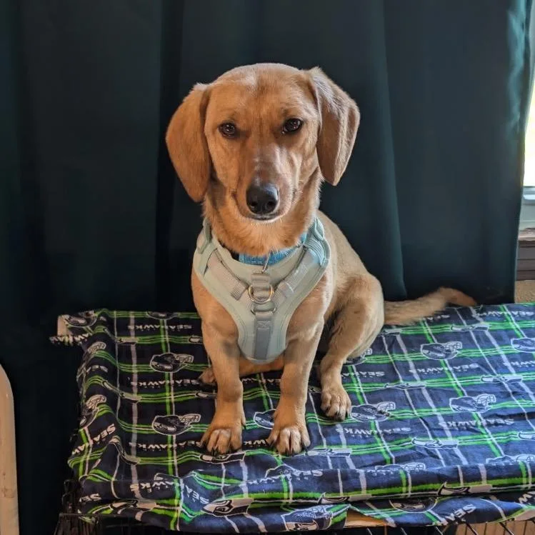 Lady Eleanor Of Weenie thumbnail 3