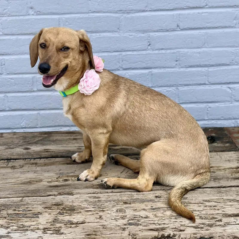 Lady Eleanor Of Weenie thumbnail 4