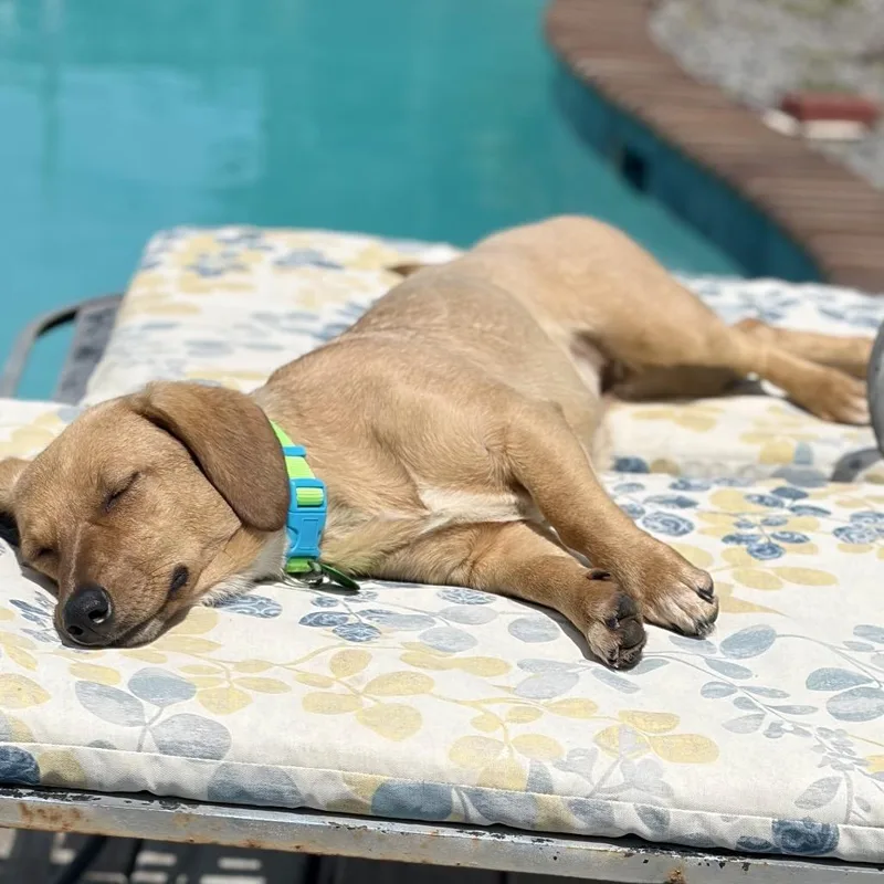 Lady Eleanor Of Weenie thumbnail 5