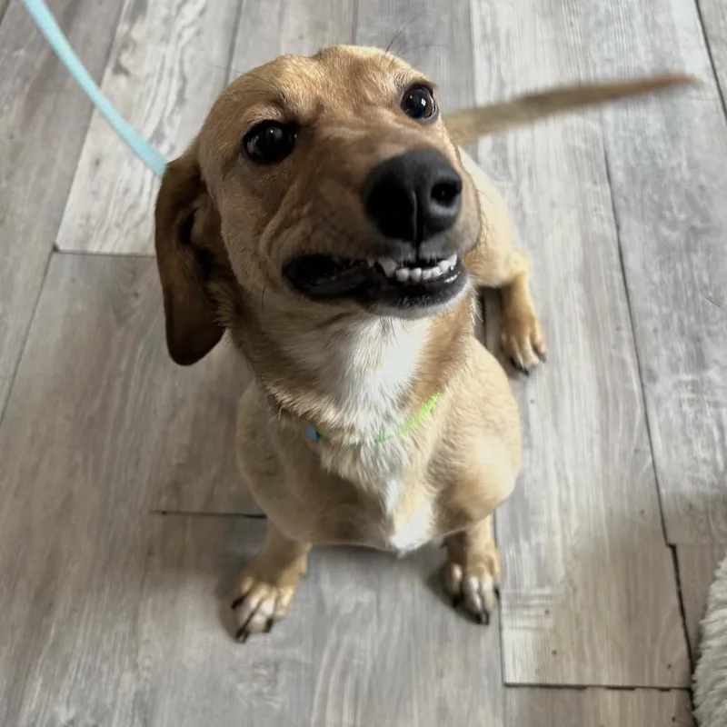 Lady Eleanor Of Weenie thumbnail 6