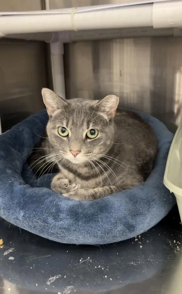 An adult medium-sized female Gray / Blue / Silver Domestic Short Hair cat named Bubbles for adoption in Pittstown, NJ