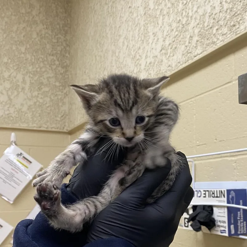 A baby small-sized female Brown / Chocolate Domestic Short Hair cat named Yankee for adoption in Winston-Salem, NC