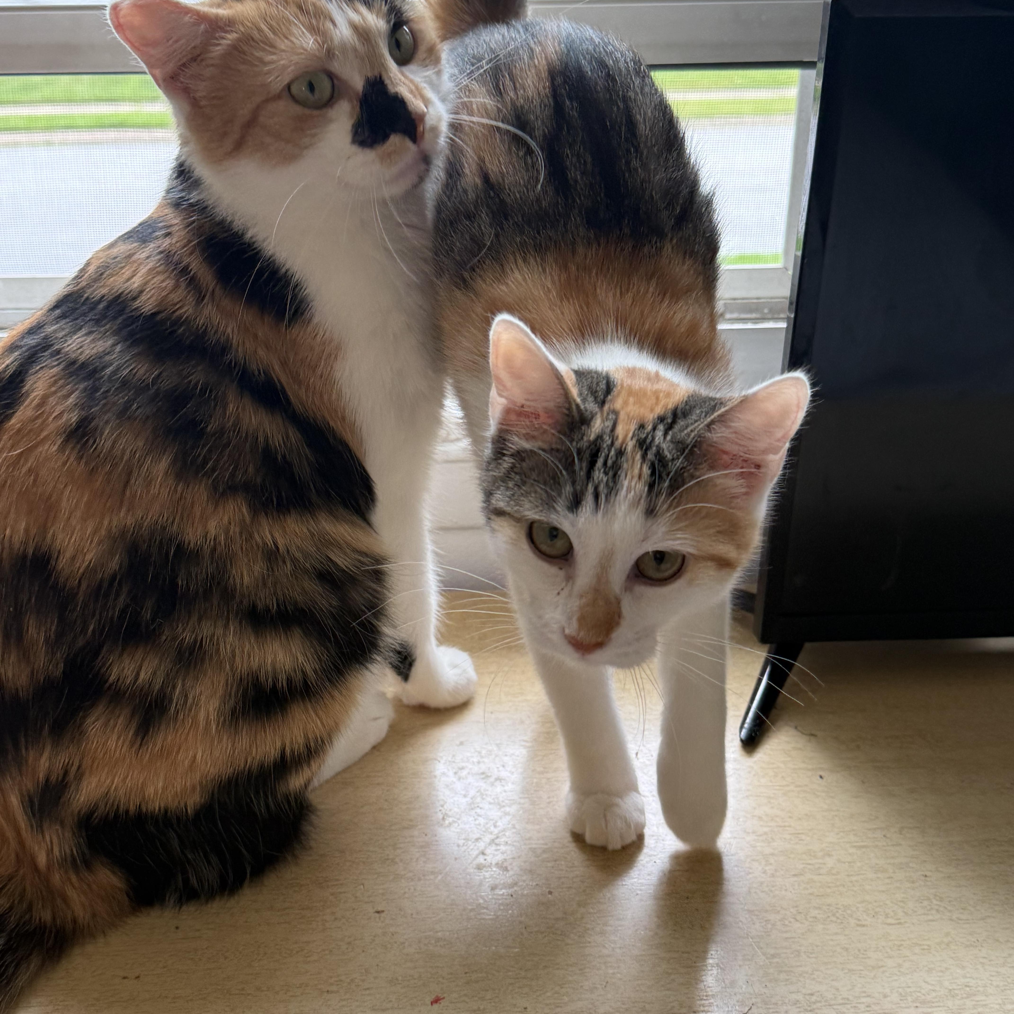 An adult medium-sized female Calico cat named Brenda for adoption in Avondale, PA
