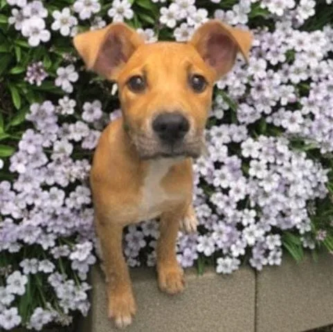 A baby small-sized female Pit Bull Terrier dog named Honey for adoption in Clinton Township, MI