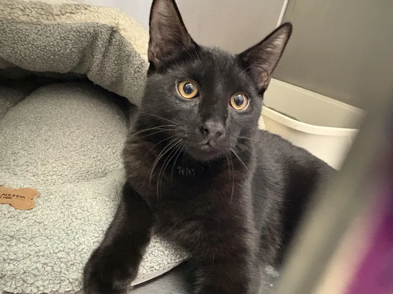 A young medium-sized male Black Domestic Short Hair cat named Mango for adoption in Wantagh, NY