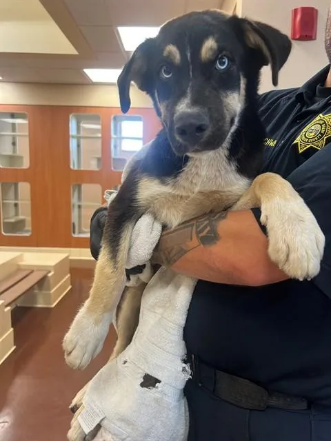 A young small-sized male Shepherd dog named Balto for adoption in Riverside, CA