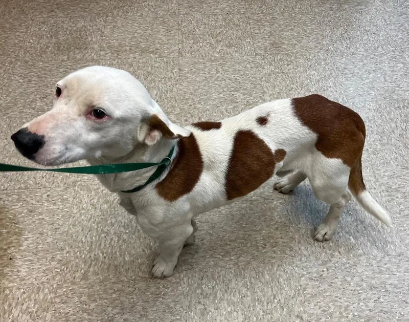 An adult medium-sized male Basset Hound dog named Romeo for adoption in Nacogdoches, TX