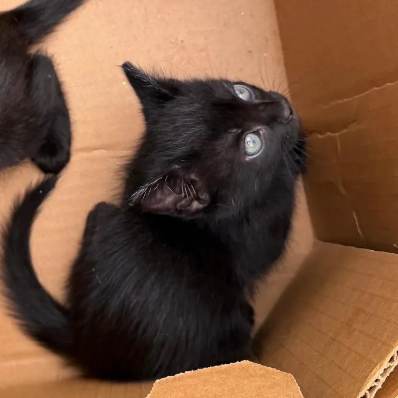 A baby small-sized female Black Domestic Medium Hair cat named Salem for adoption in Marshall, TX