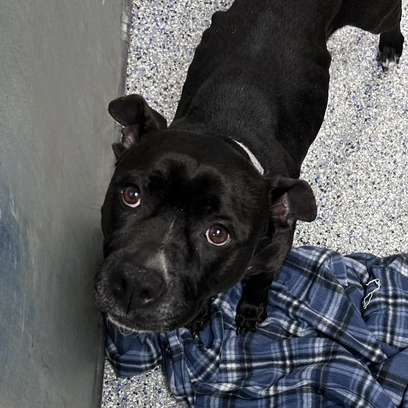 An adult medium-sized female Black American Staffordshire Terrier dog named Bitsy Bee for adoption in Greenville, SC