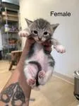 A young medium-sized female Domestic Short Hair cat named Yuki for adoption in Chico, CA
