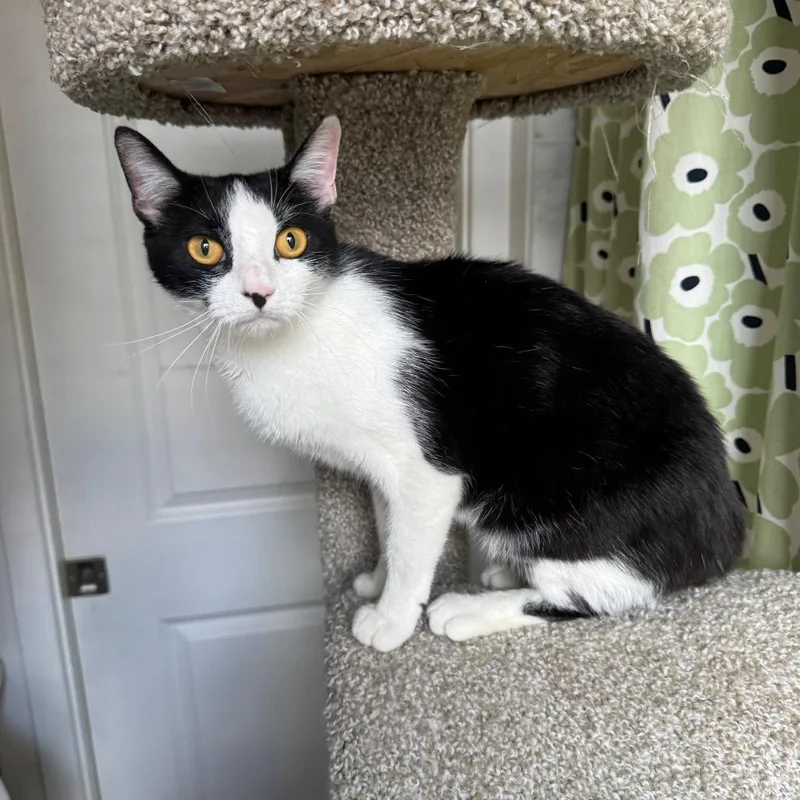 A young medium-sized female Black Domestic Short Hair cat named Twinkie for adoption in Gibsonia, PA