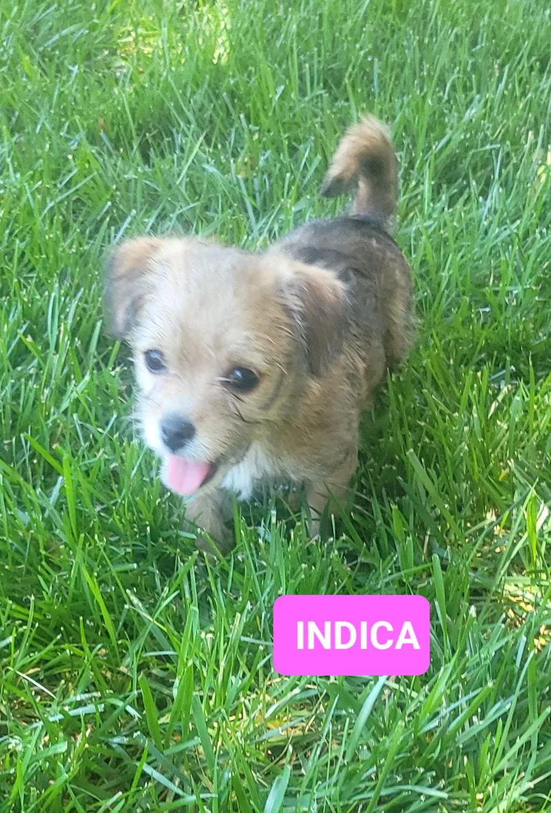 A baby small-sized female Golden Maltese dog named Indica for adoption in Reseda, CA