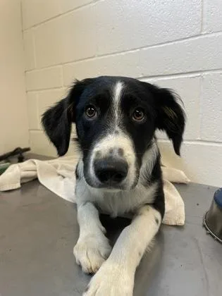 A baby medium-sized male Black Australian Shepherd dog named Reese for adoption in Sacramento, CA