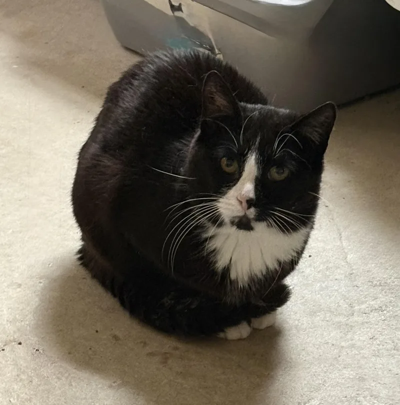 An adult medium-sized male Black & White / Tuxedo Domestic Short Hair cat named Tux Presidential for adoption in Bellmawr, NJ