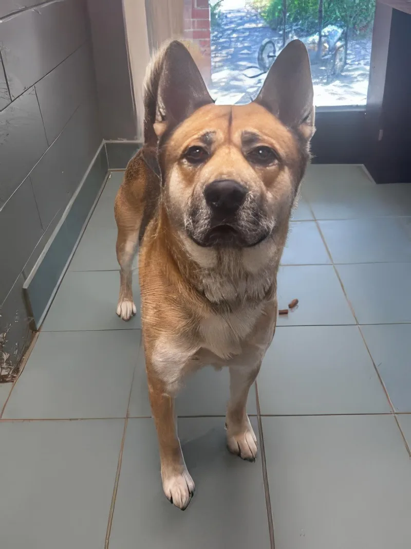 An adult medium-sized male Black Mixed Breed dog named Excalibur for adoption in Nashville, TN