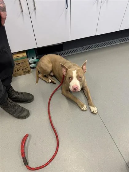 An adult medium-sized male Mixed Breed dog named Pablo Boy for adoption in West Chester, PA