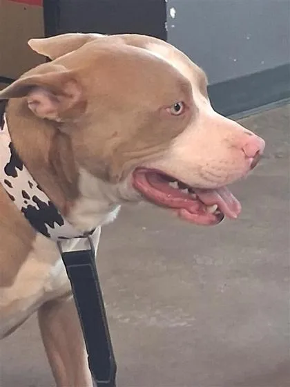 Pablo Boy thumbnail 2