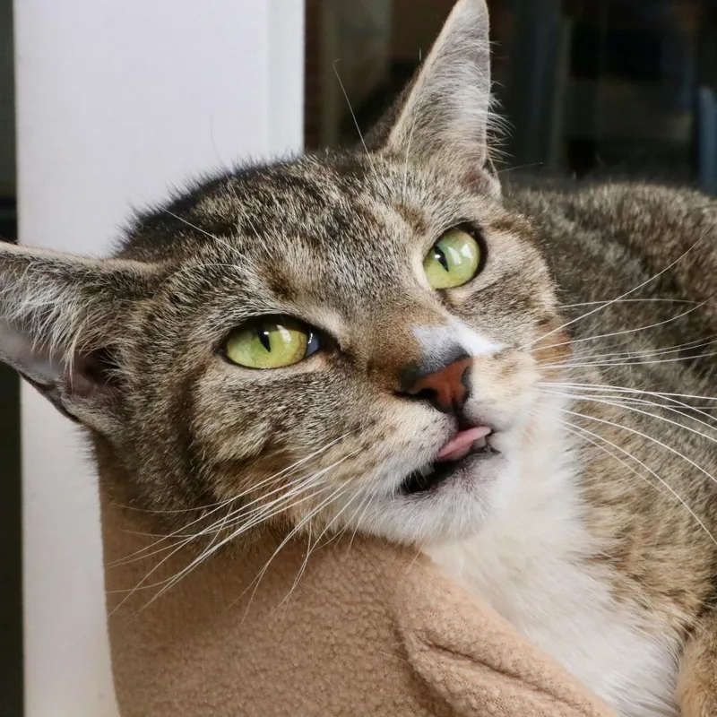 A young medium-sized female Brown / Chocolate Domestic Short Hair cat named Purrty Girl for adoption in Allentown, PA