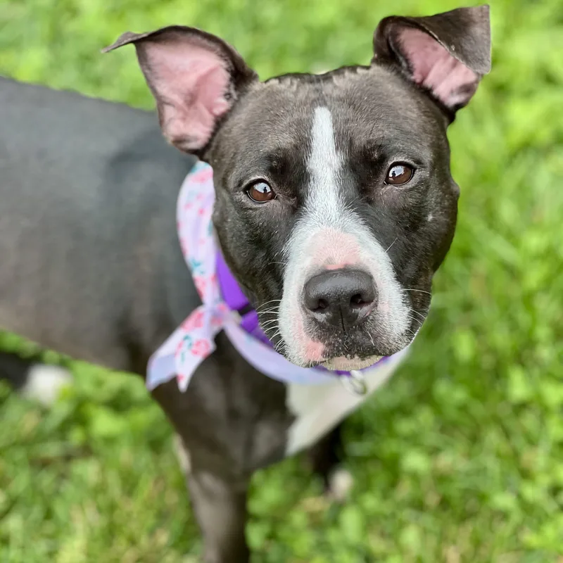 An adult medium-sized female Pit Bull Terrier dog named Velvet for adoption in Monroe, OH