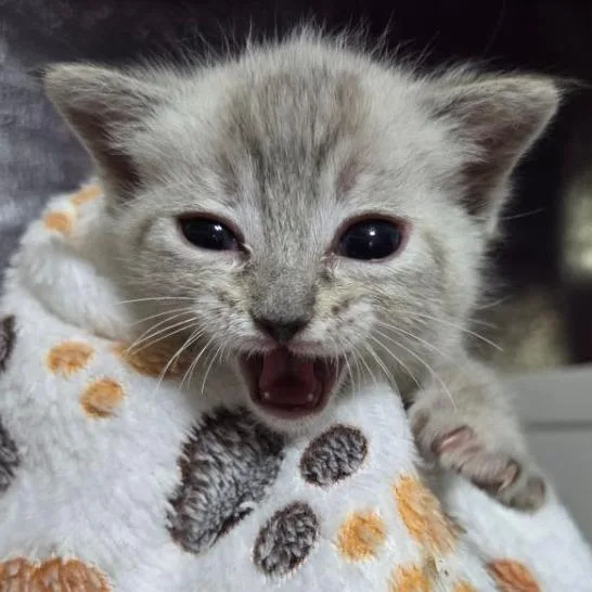 A baby small-sized female Domestic Short Hair cat named Samantha McGuire for adoption in Eagle Mountain, UT