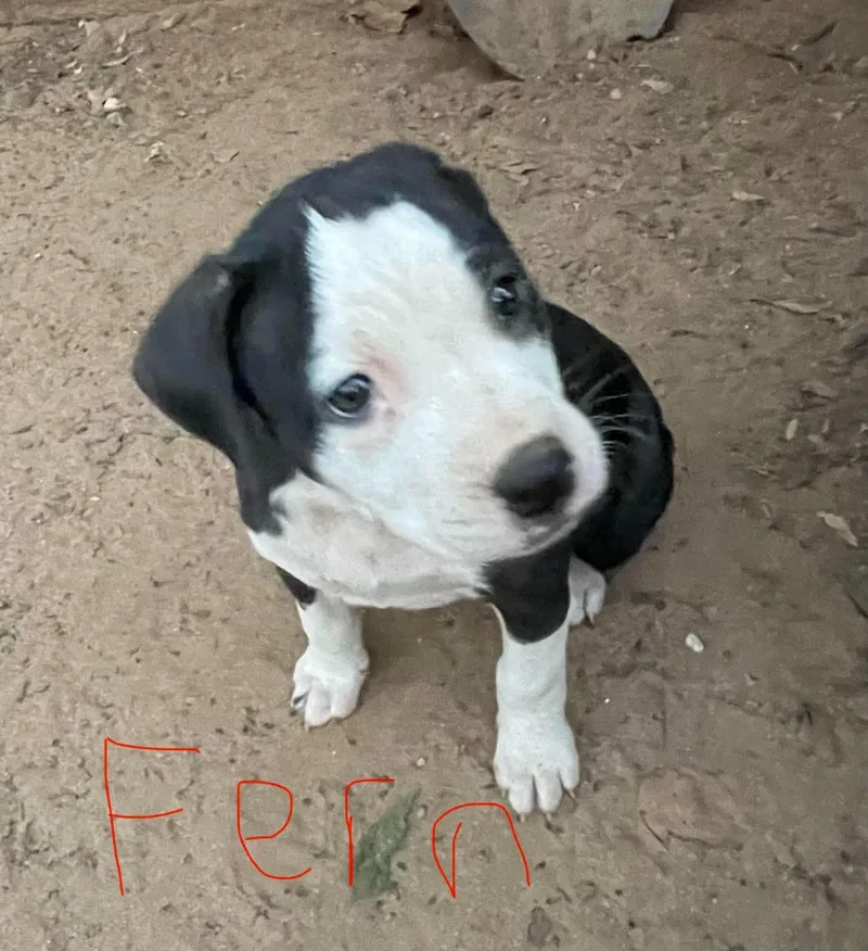 Fern thumbnail 2