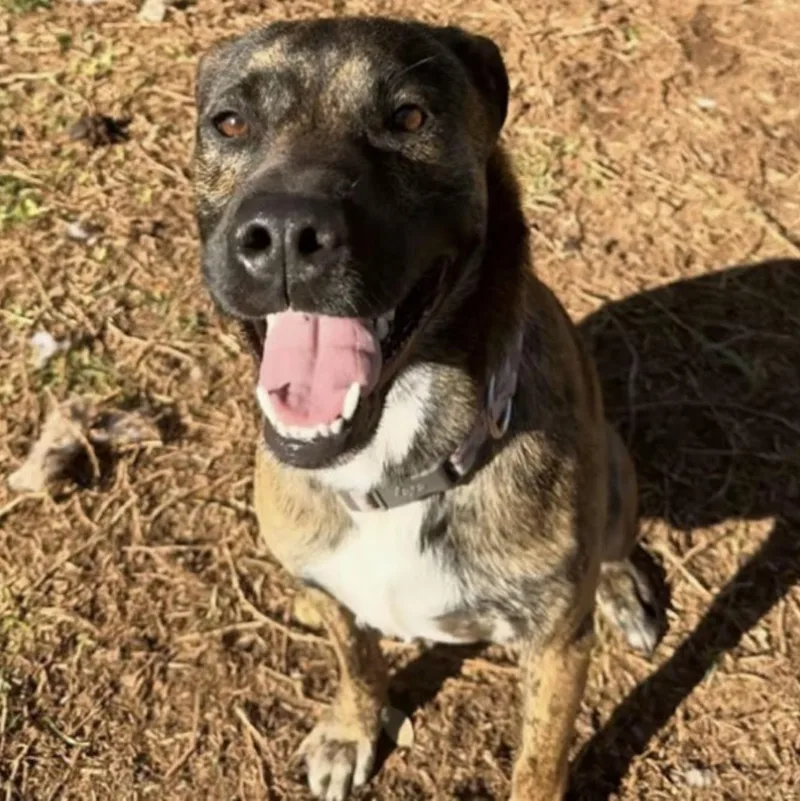 A young medium-sized male Brown / Chocolate Shepherd dog named Ford and Rocky  for adoption in Houston, TX
