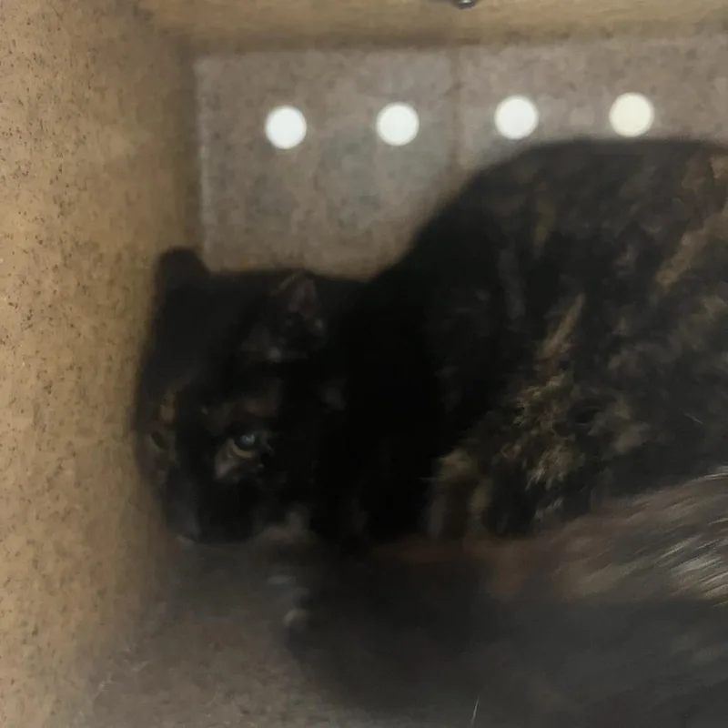 An adult medium-sized female Tortoiseshell Domestic Short Hair cat named Bernice for adoption in Harrisonburg, VA