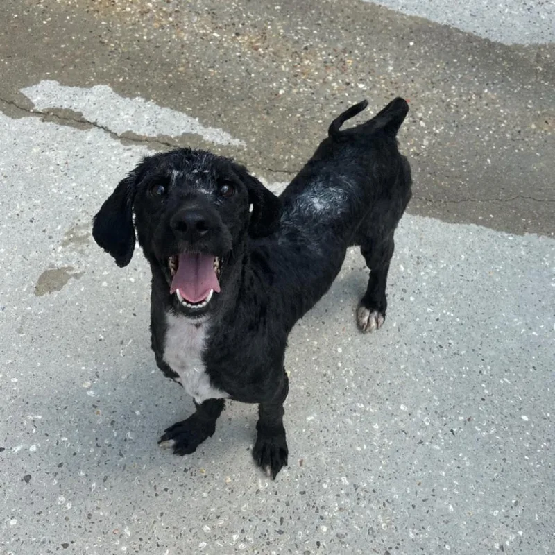 An adult medium-sized male Black Poodle dog named Bryson for adoption in Baton Rouge, LA