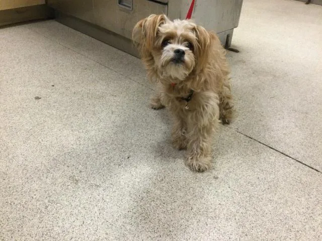 An adult small-sized female Terrier dog named A for adoption in Riverside, CA