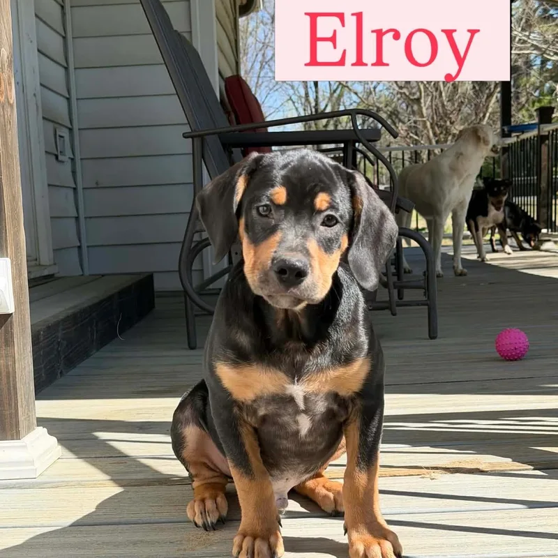 Elroy
