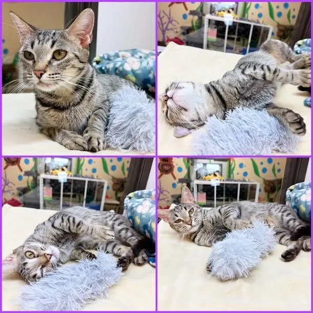 An adult medium-sized female Domestic Short Hair cat named Belladonna for adoption in Seal Beach, CA