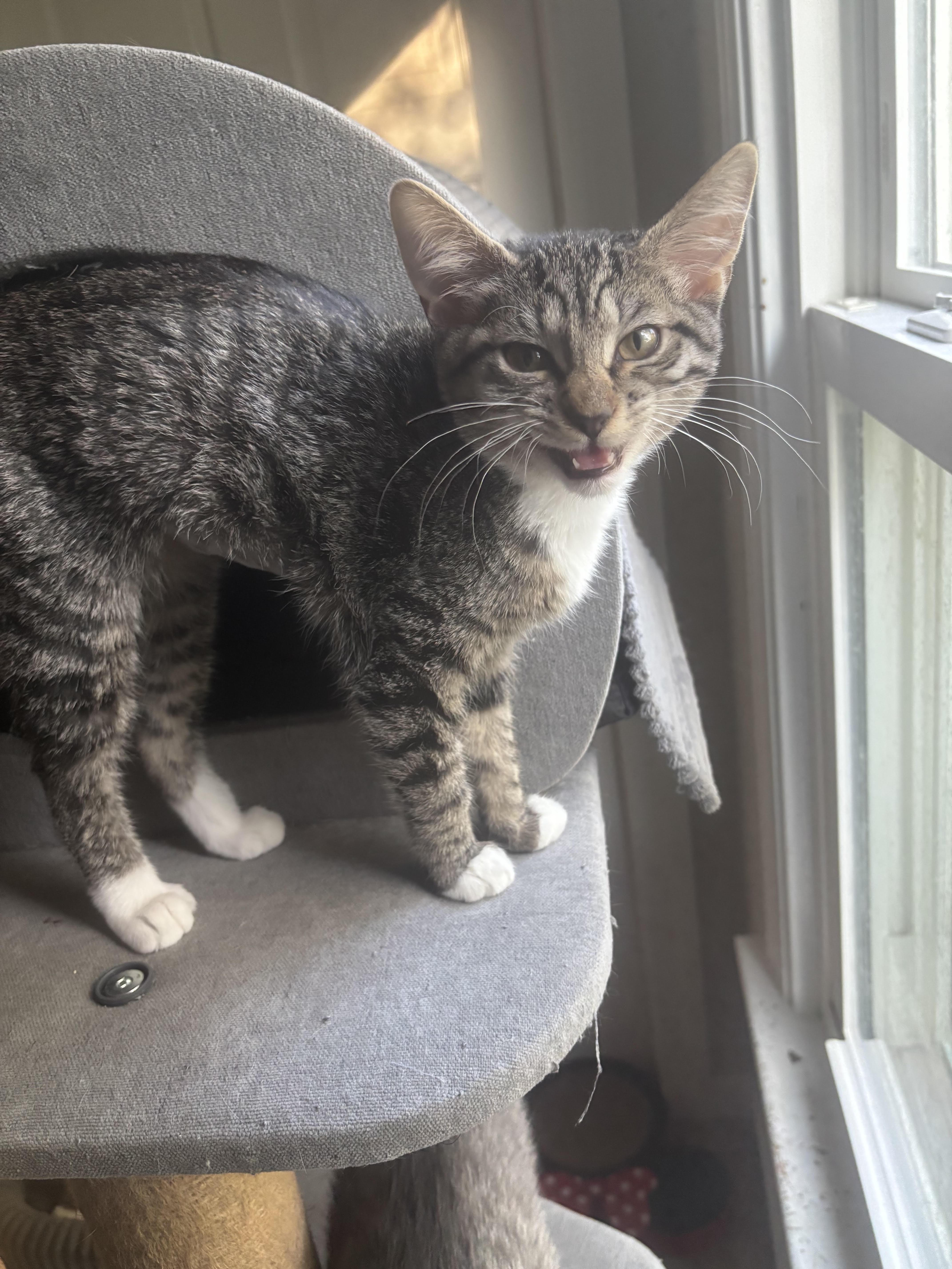 A baby small-sized female Tabby (Brown / Chocolate) Domestic Short Hair cat named Jennifer Hudson for adoption in Richmond, VA