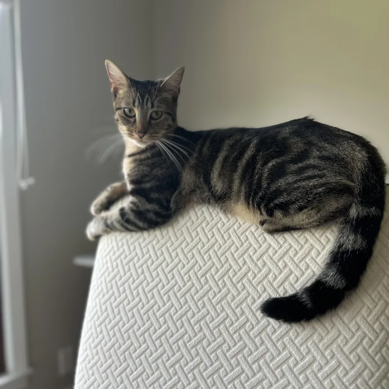A young small-sized female Tabby (Brown / Chocolate) Domestic Short Hair cat named Connie for adoption in Nashville, TN