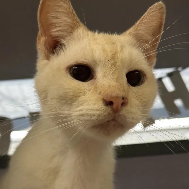 A young small-sized male White Domestic Short Hair cat named Biscuit for adoption in Red House, WV