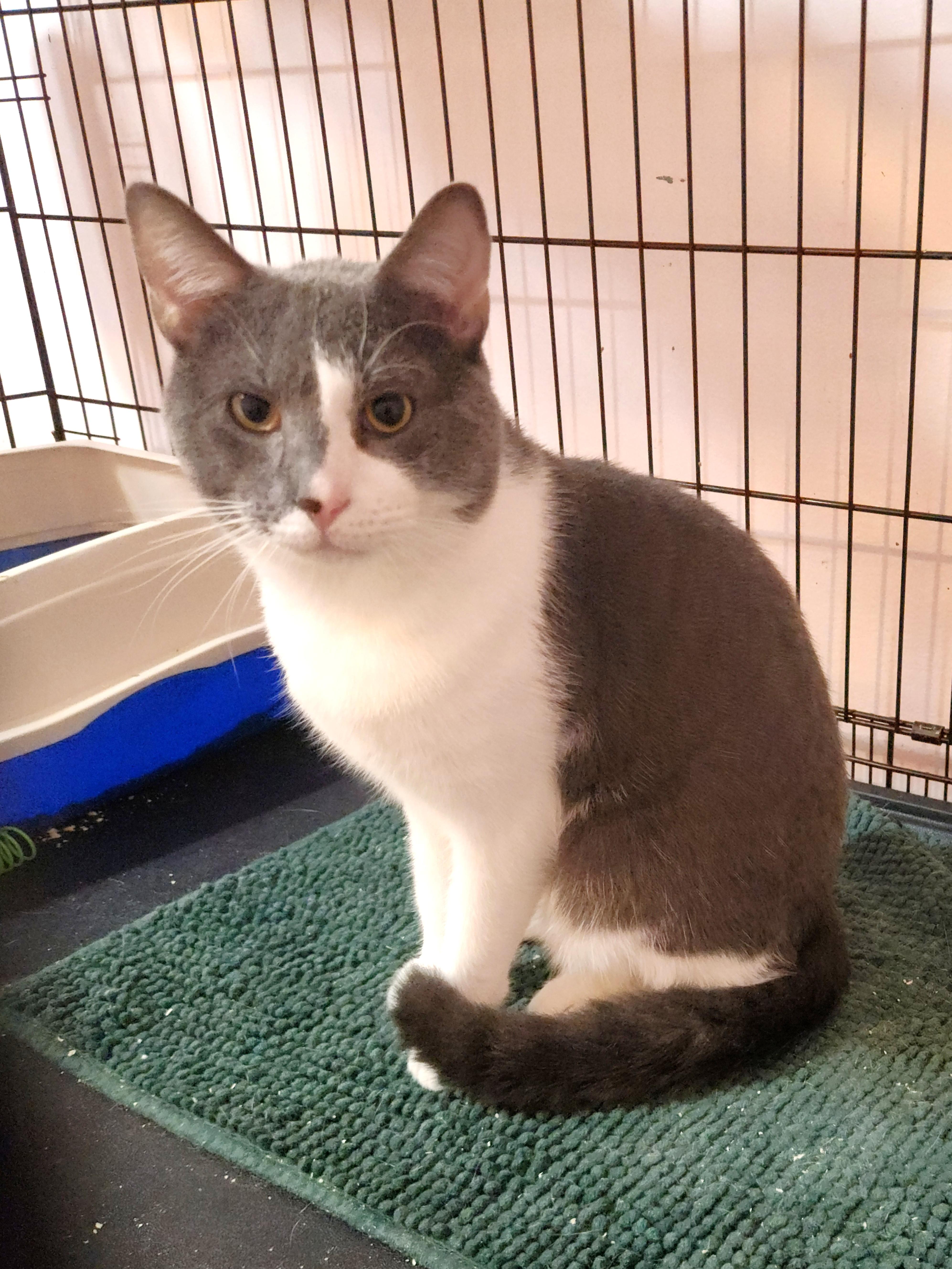 A young large-sized male Domestic Short Hair cat named Bode for adoption in Sudbury, MA