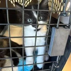 A baby small-sized female Calico Domestic Short Hair cat named Jayden for adoption in West Palm Beach, FL
