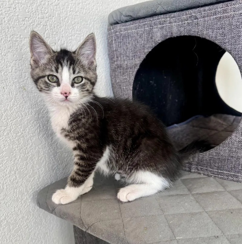 A baby medium-sized male Domestic Short Hair cat named Buzz for adoption in Lafayette, CO