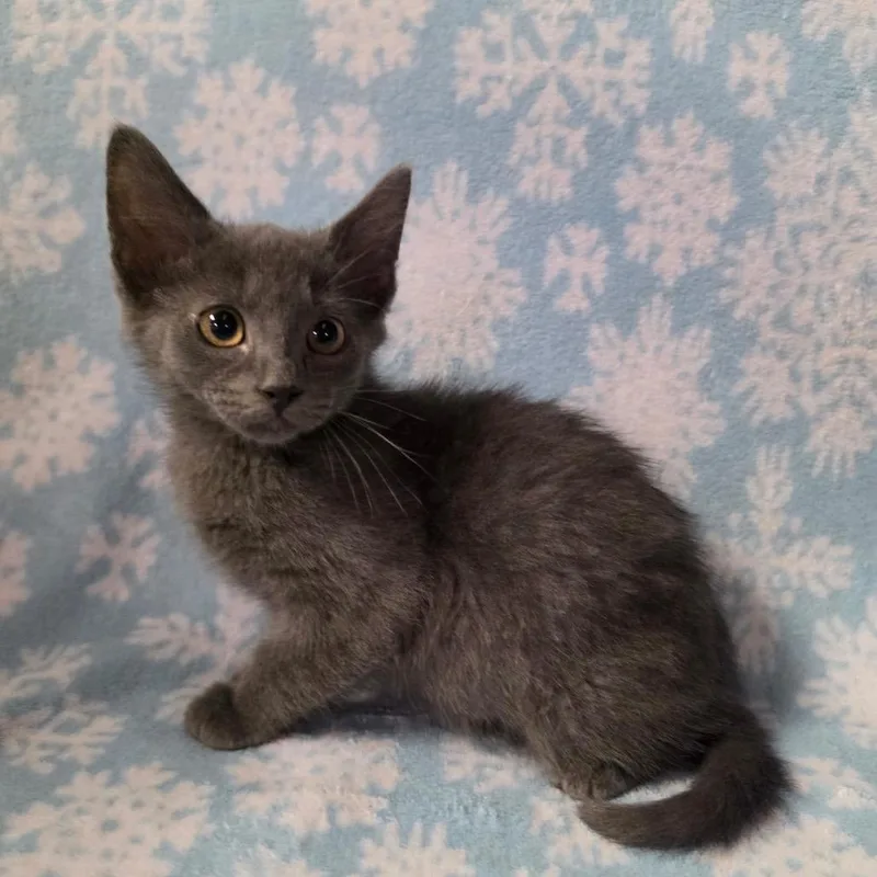 A baby medium-sized male Gray / Blue / Silver Domestic Short Hair cat named Julian for adoption in Graham, WA