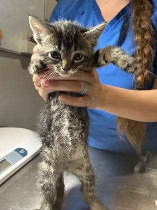 A baby small-sized female Domestic Short Hair cat named Fern for adoption in Port Saint Joe, FL