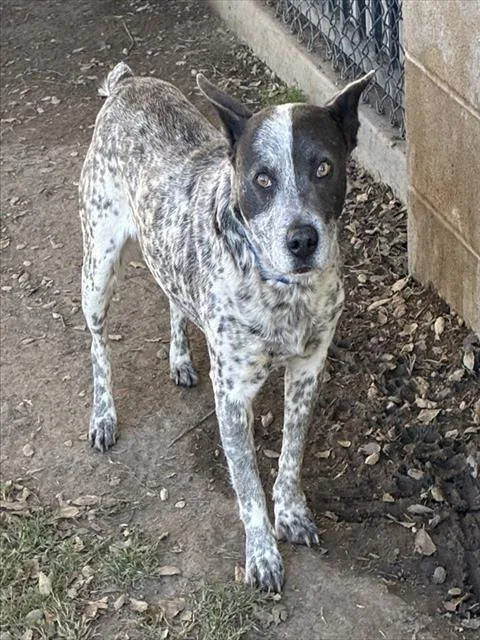 An adult medium-sized male Australian Cattle Dog / Blue Heeler dog named Ralph for adoption in Riverside, CA