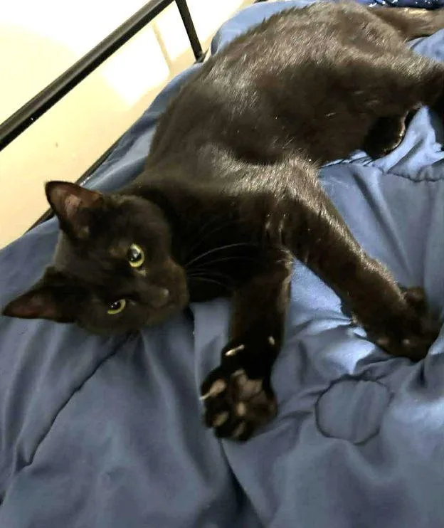 A young medium-sized female Black Domestic Short Hair cat named Raven for adoption in Anchorage, AK