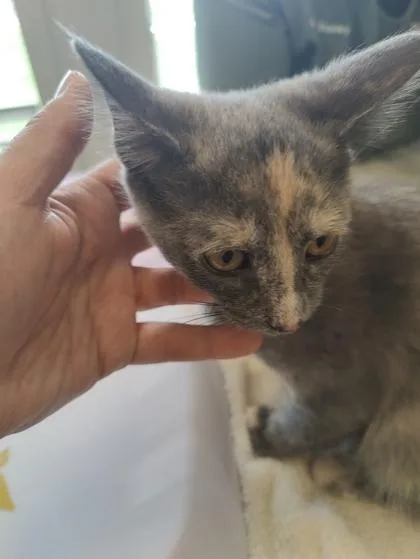 A young medium-sized female Domestic Short Hair cat named Leia for adoption in Lafayette, IN
