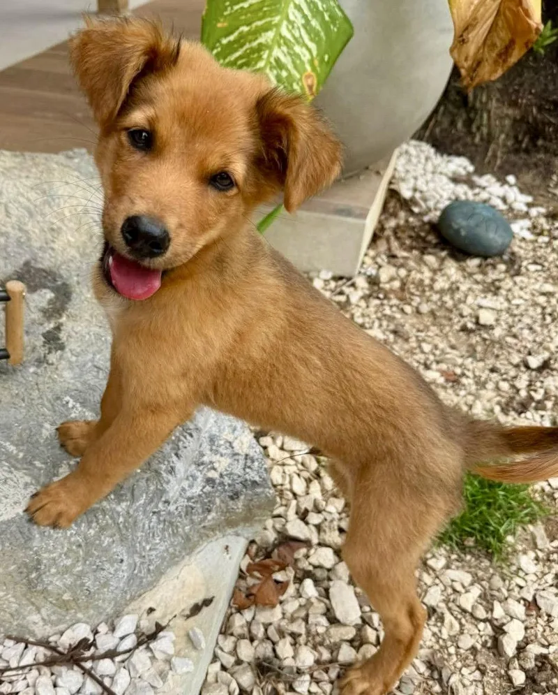 A baby medium-sized male Australian Shepherd dog named Larry for adoption in Lake Hopatcong, NJ