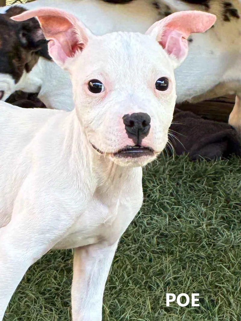 A baby medium-sized female White / Cream American Bulldog dog named Poe for adoption in Washington, GA