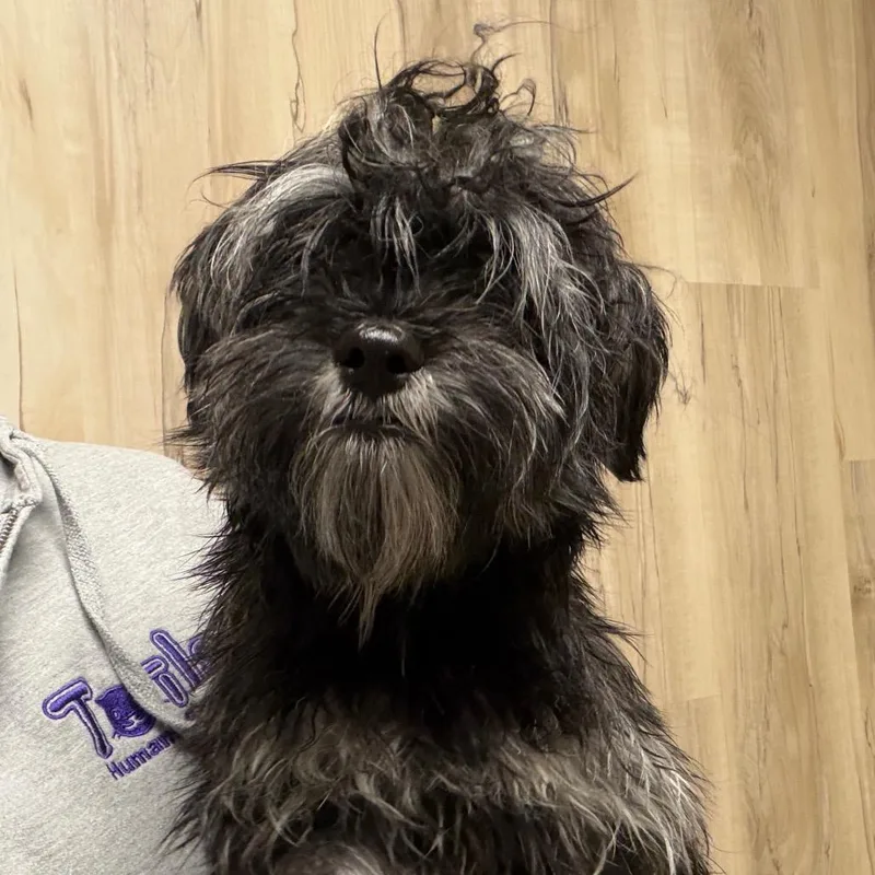 A young small-sized female Black Mixed Breed dog named Nova for adoption in DeKalb, IL