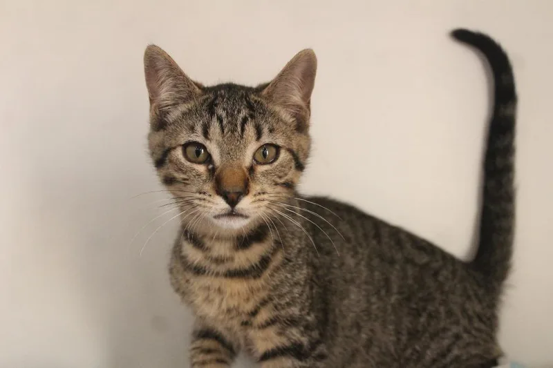 A baby medium-sized male Tabby (Brown / Chocolate) Domestic Short Hair cat named Cheech for adoption in Chestertown, MD