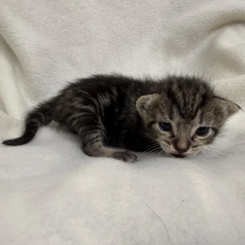 A baby small-sized female Black Domestic Short Hair cat named Mauve for adoption in Hamilton, GA