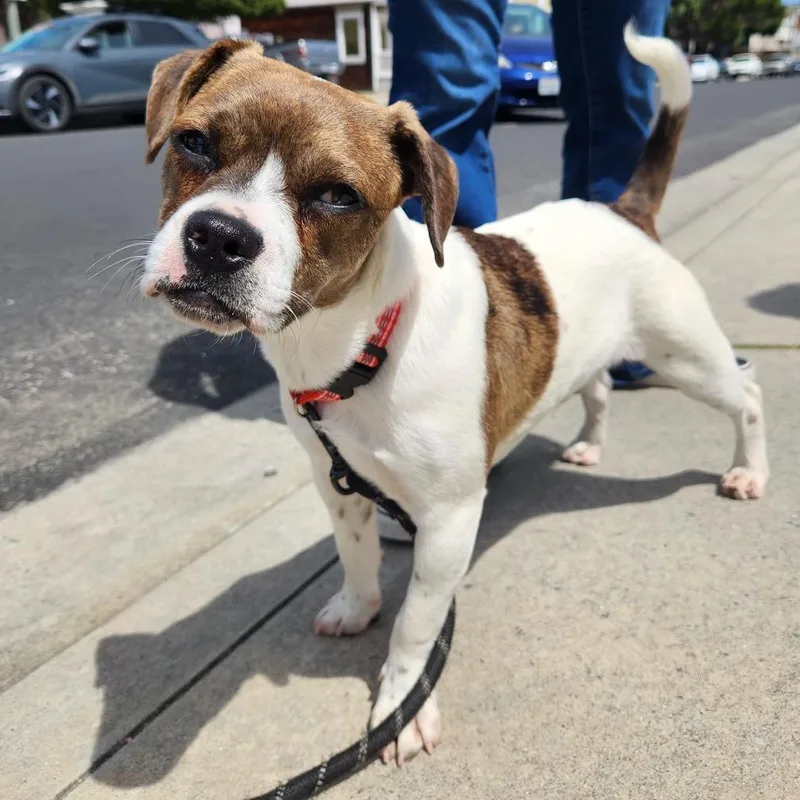 A young small-sized male Beagle dog named Andy for adoption in Pacifica, CA